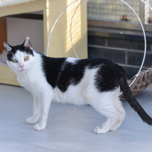 Koty ze schroniska do adopcji Królewicz