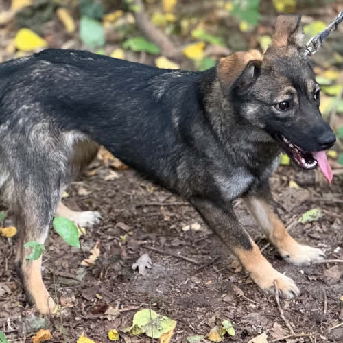 Psy ze schroniska do adopcji Nata