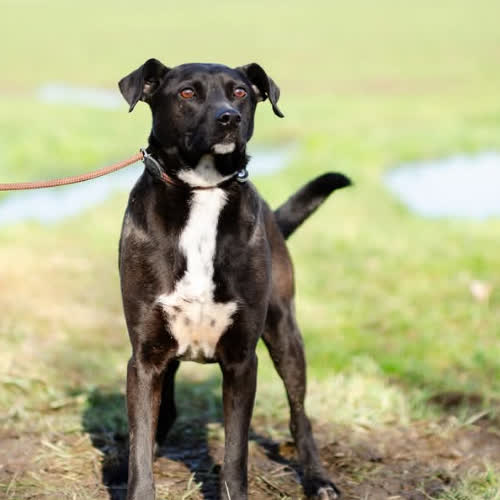 Psy ze schroniska do adopcji Czester