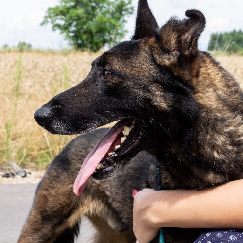 Psy ze schroniska do adopcji Grom