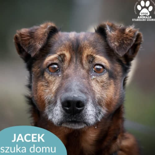 Jacek