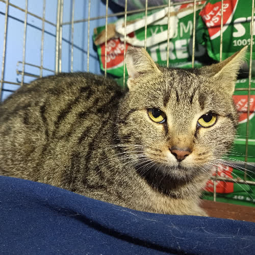 Koty ze schroniska do adopcji Dynia 