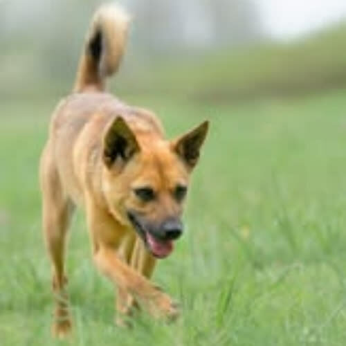 Psy ze schroniska do adopcji Orzeszek