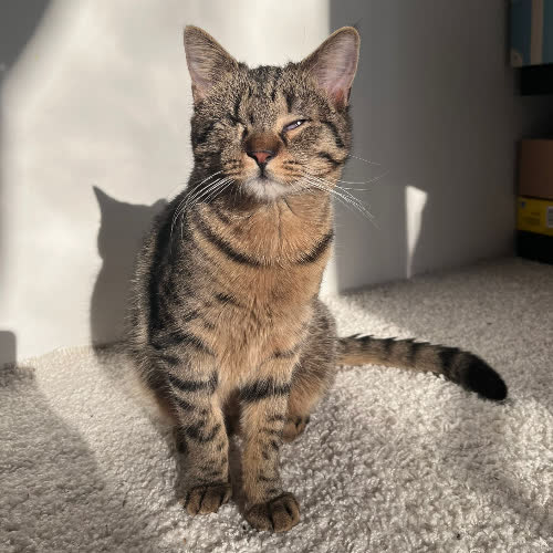 Koty ze schroniska do adopcji Kliper