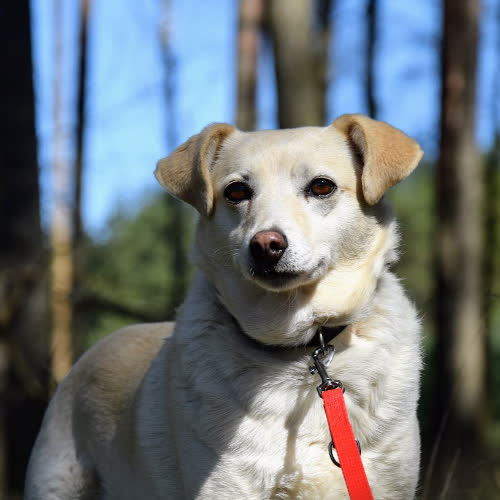 Psy ze schroniska do adopcji Słomka