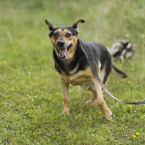 Psy ze schroniska do adopcji Sława
