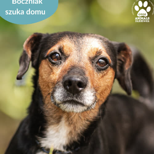 Psy ze schroniska do adopcji Boczniak