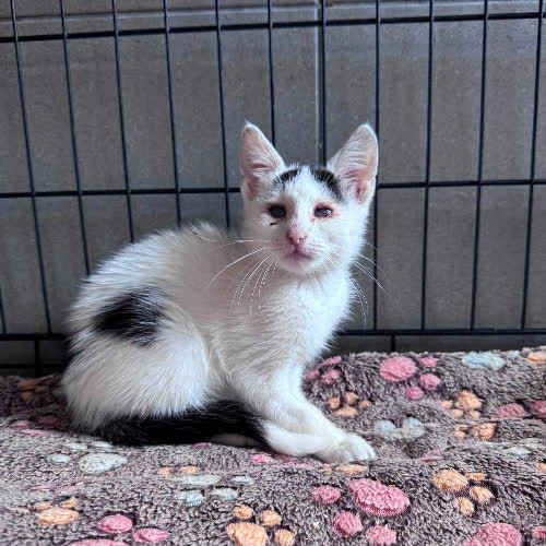 Koty ze schroniska do adopcji Alanka