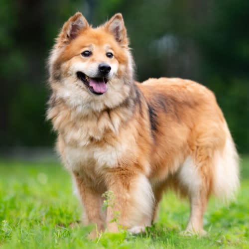 Psy ze schroniska do adopcji Lisia