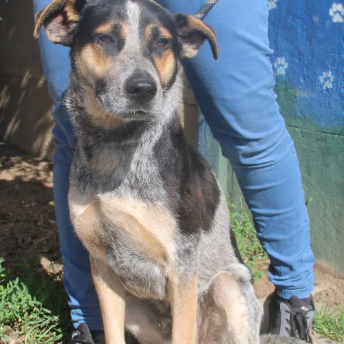 Psy ze schroniska do adopcji Gucio