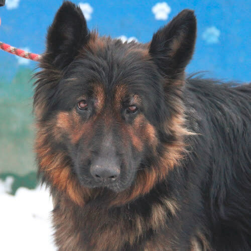 Psy ze schroniska do adopcji Afrodyta