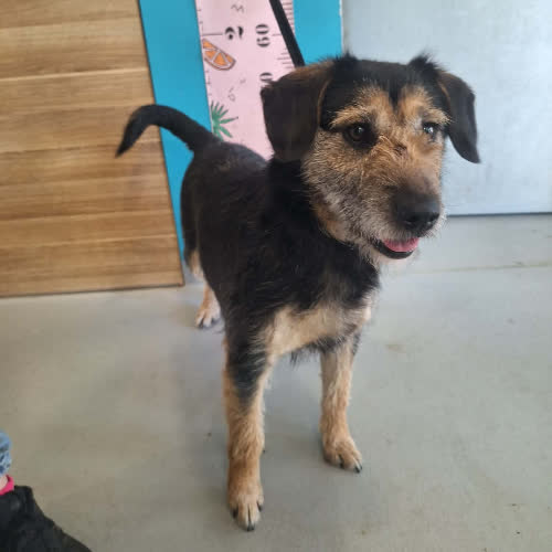 Psy ze schroniska do adopcji Buńka