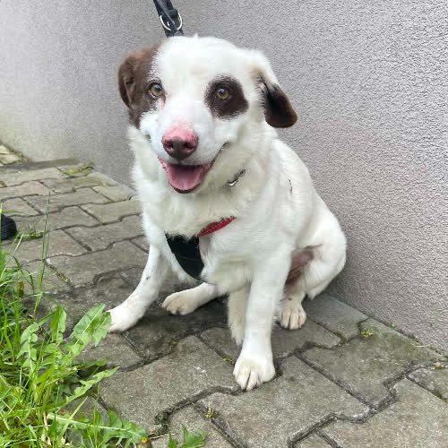 Psy ze schroniska do adopcji Maksiu