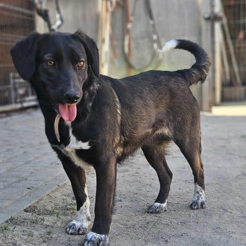 Psy ze schroniska do adopcji Nastka