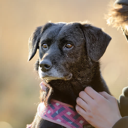 Psy ze schroniska do adopcji Haps