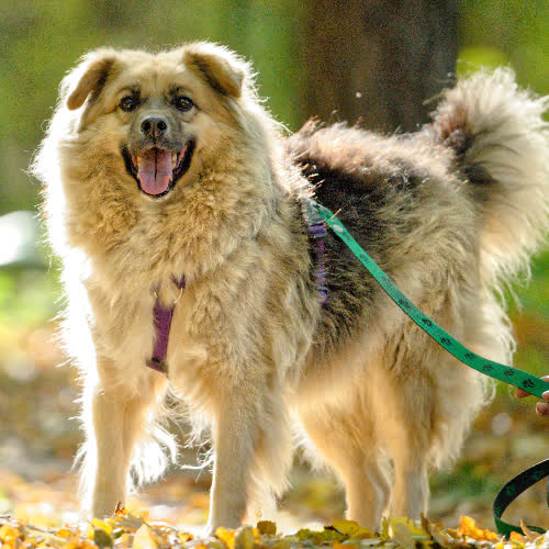 Psy ze schroniska do adopcji Koliber