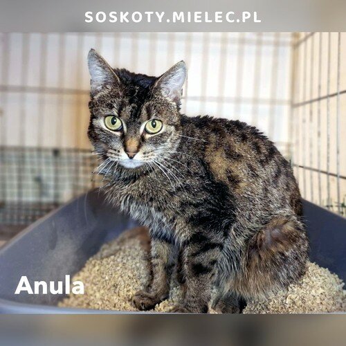 Anula