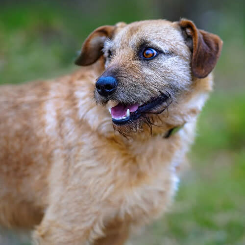 Psy ze schroniska do adopcji Fuks