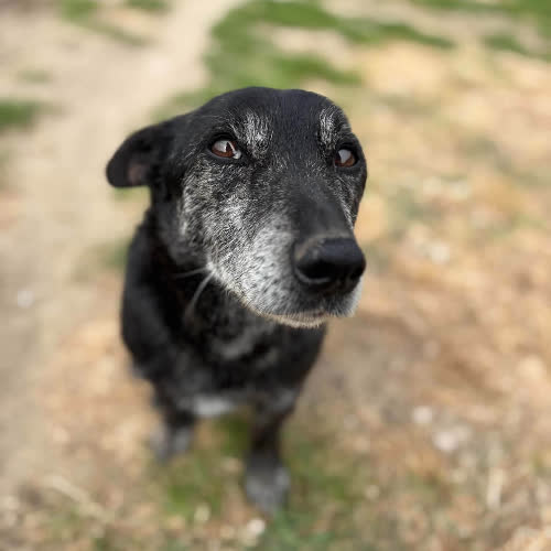Psy ze schroniska do adopcji Solo 