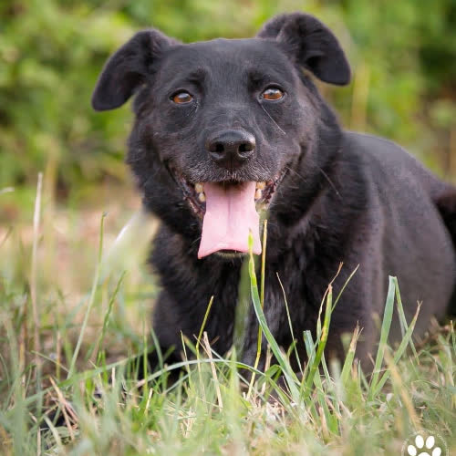 Psy ze schroniska do adopcji Prisca