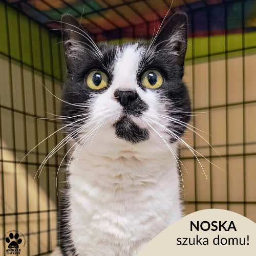 Koty ze schroniska do adopcji Noska