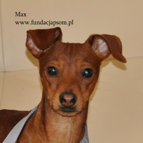Max