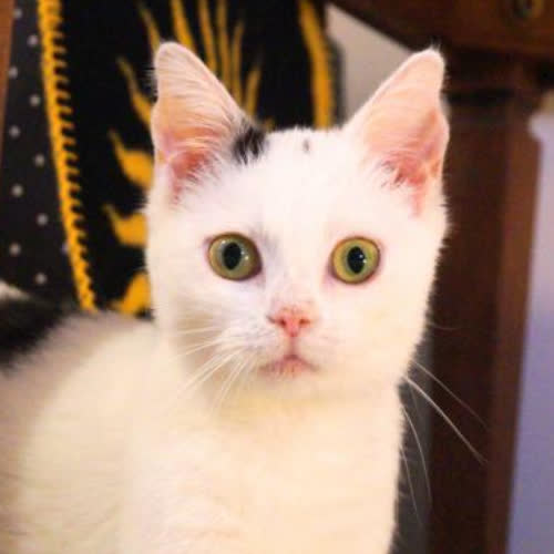 Koty ze schroniska do adopcji Zojka