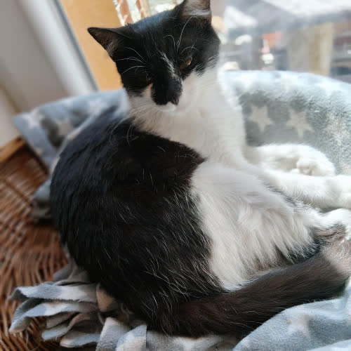 Koty ze schroniska do adopcji MILKA 