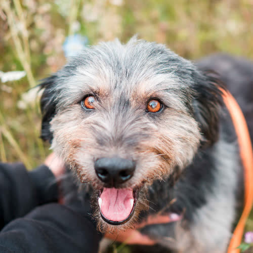 Psy ze schroniska do adopcji Polo