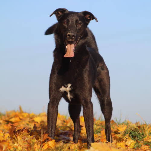 Psy ze schroniska do adopcji Riko