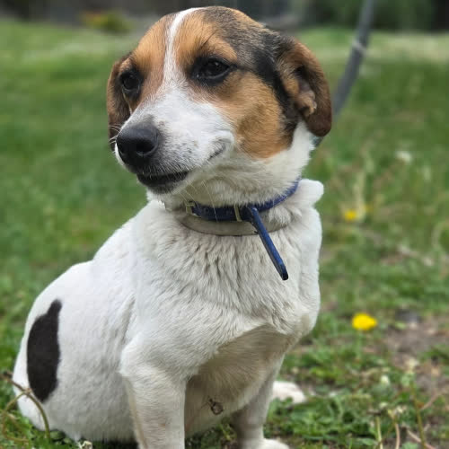 Psy ze schroniska do adopcji Sunia Jack Russel