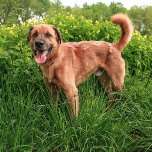 Psy ze schroniska do adopcji DONALD