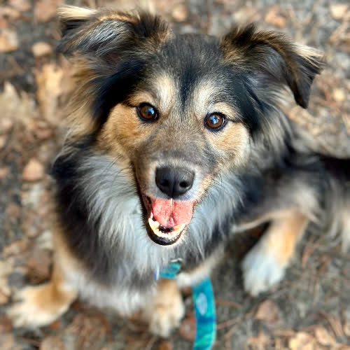 Psy ze schroniska do adopcji Wiki 