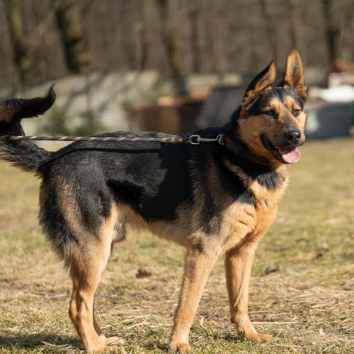 Psy ze schroniska do adopcji Owczarek Mix Kakao