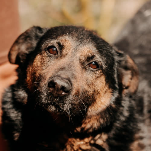 Negra