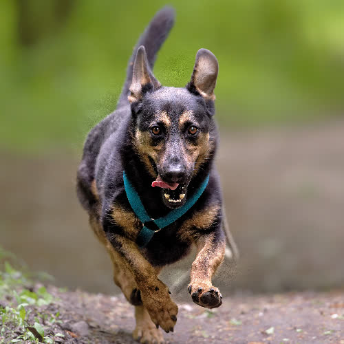 Psy ze schroniska do adopcji Longer