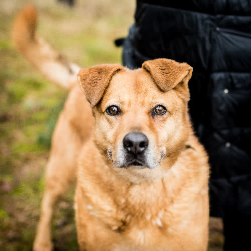 Psy ze schroniska do adopcji Rudi