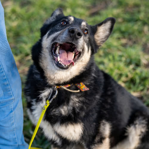 Psy ze schroniska do adopcji Bafi