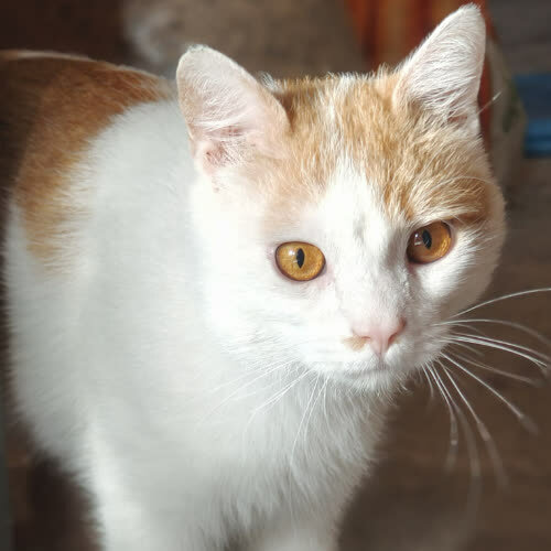 Koty ze schroniska do adopcji Mordek