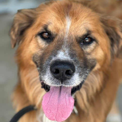 Psy ze schroniska do adopcji Boston 