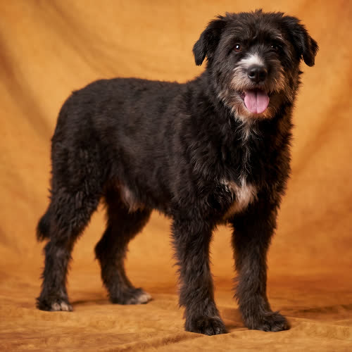 MARKO
