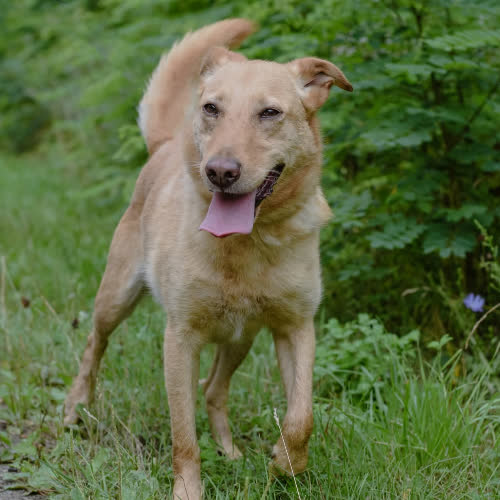 Psy ze schroniska do adopcji Zgredek