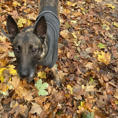 Napa w typie owczarka holenderskiego 