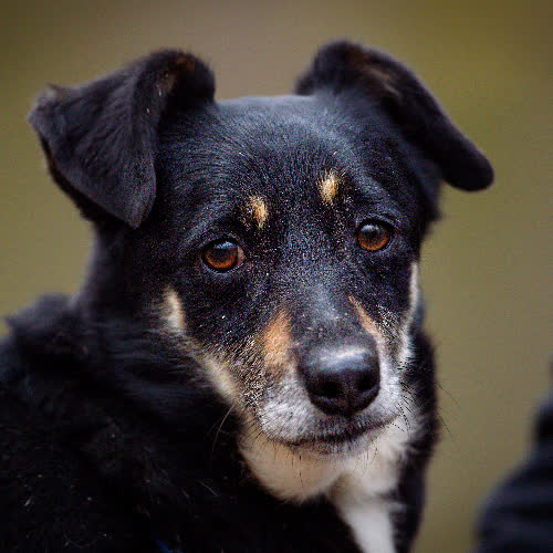 Psy ze schroniska do adopcji Kodi