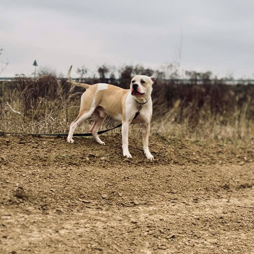 Psy ze schroniska do adopcji Bully