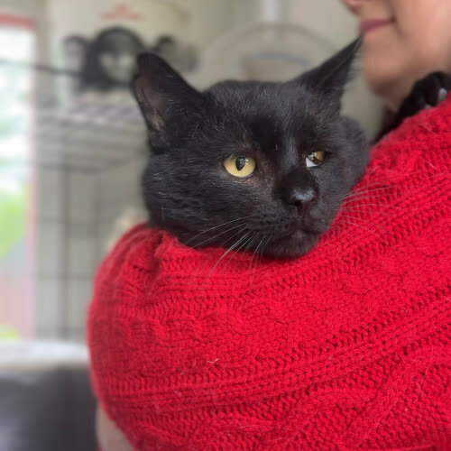 Koty ze schroniska do adopcji Czarny Popiół