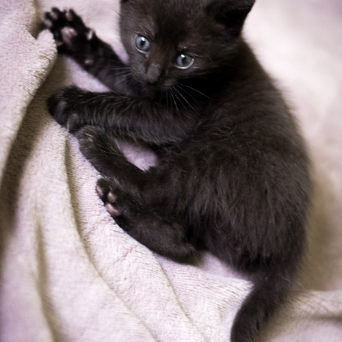 Lamborghini ( lambo)