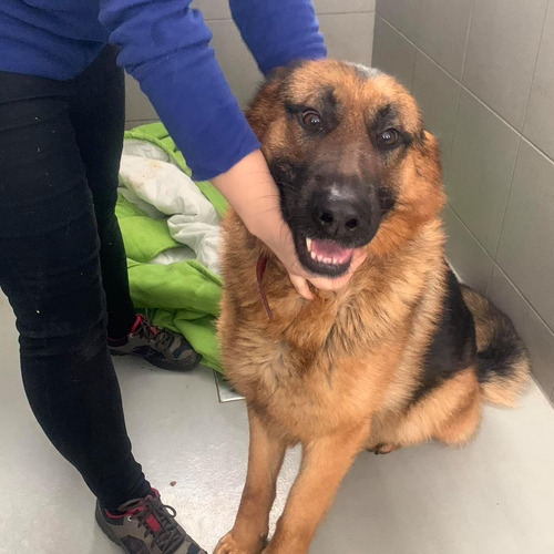 Ziko - odebrany przez wł.