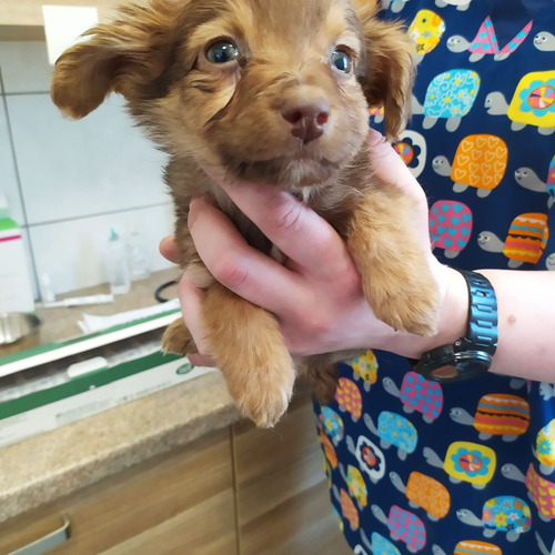 Olive arabeska dori tobi