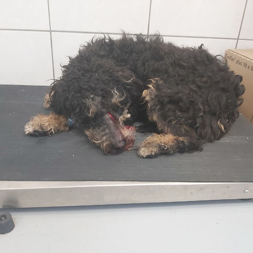 Alf - odebrany przez wł